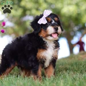 Jessie’s Girl, Mini Bernedoodle Puppy